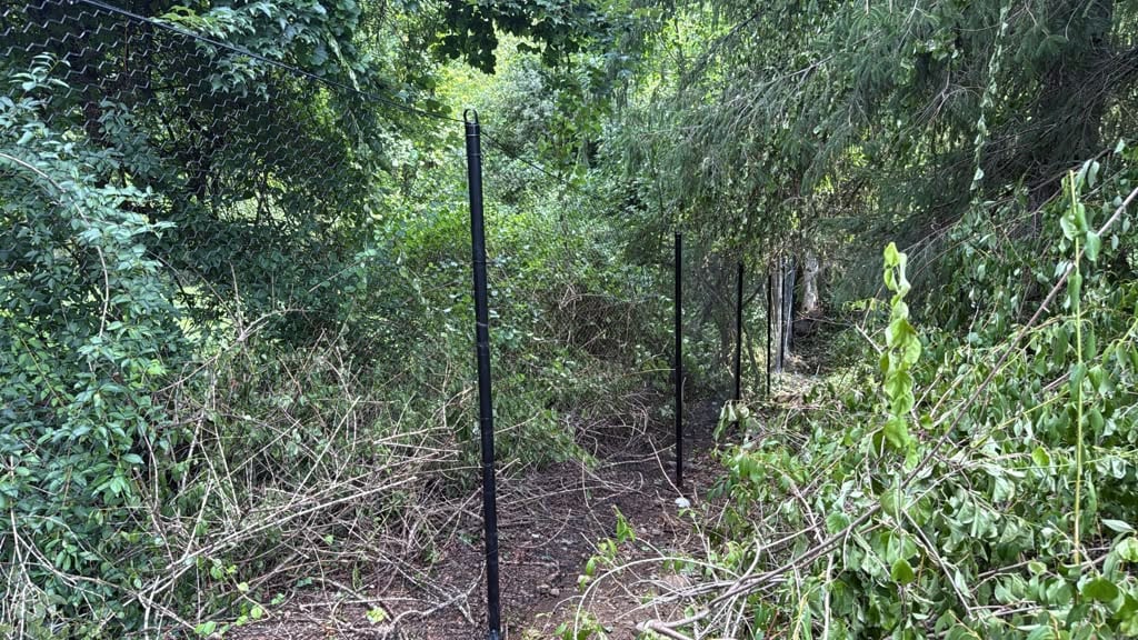 Black chain link fence posts set along a wooded property line after brush clearing