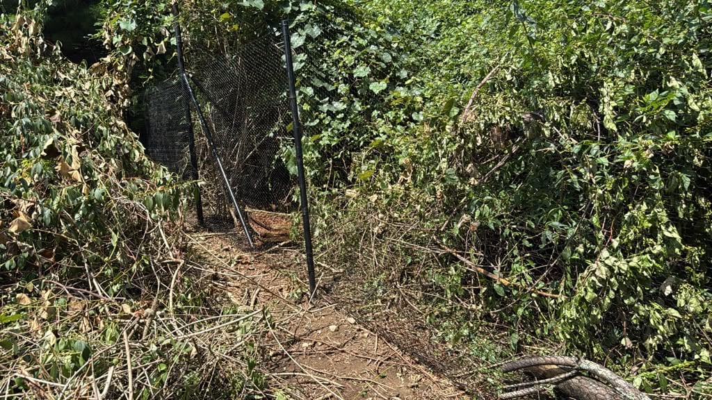 Chain link fence line cleared and set through heavy brush and overgrowth