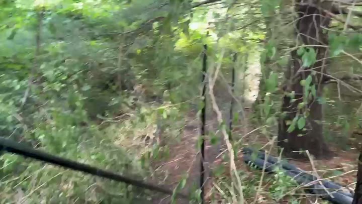 Black chain link fence running through a wooded property line
